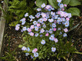 Bird's Eye Seeds - 3150 Seeds - Fragrant Birds Eye - GroCo USA