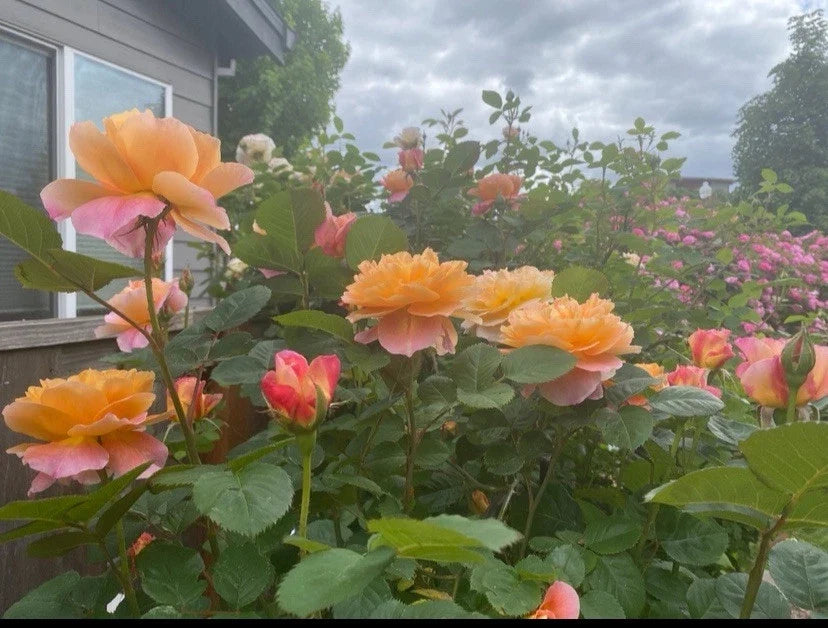 Heirloom Live Rose Cuttings 5-8" Long The Impressionist™ 3 Stems, Unrooted Rosa spp.