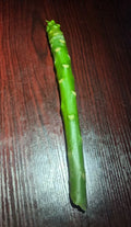 Plumeria Cuttings 8-12 inch White Rainbow Unrooted Plumeria spp. High Quality Tropical Plants