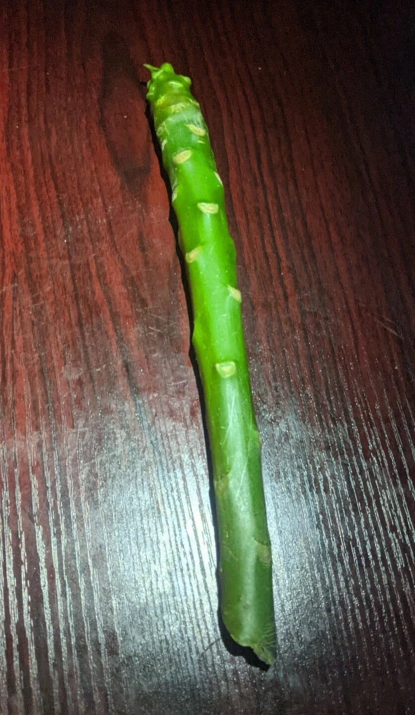 Plumeria Cuttings 8-12 inch White Rainbow Unrooted Plumeria spp. High Quality Tropical Plants