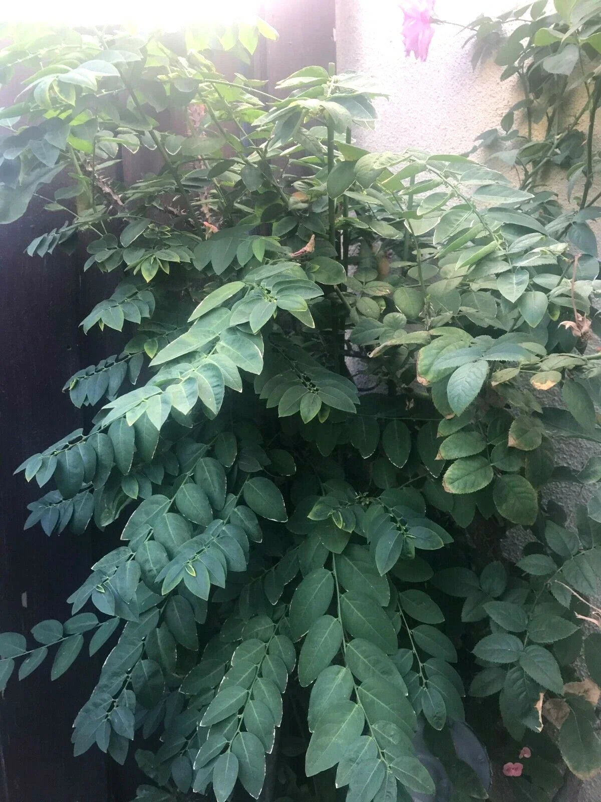 5 Unrooted Cuttings Katuk Herb Branches - Organic CA Grown (Sauropus androgynus)