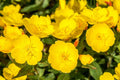 Evening Primrose Seeds for Planting - 500 Count - Oenothera biennis - Non-GMO, Organic, Heirloom