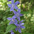 Tall Bellflower Seeds - 500+ Count - Campanula americana - Native American Wildflower - USA Grown