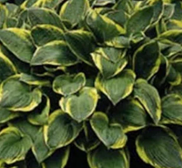 Hosta Plant - Aureomarginata - Lush Green Leaves with Yellow Edges - Perfect for Shade Gardens - Hosta sieboldiana