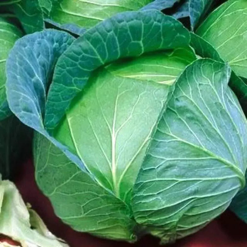Cabbage Seeds 200+ Heirloom Danish Ballhead NON-GMO Fresh Seeds