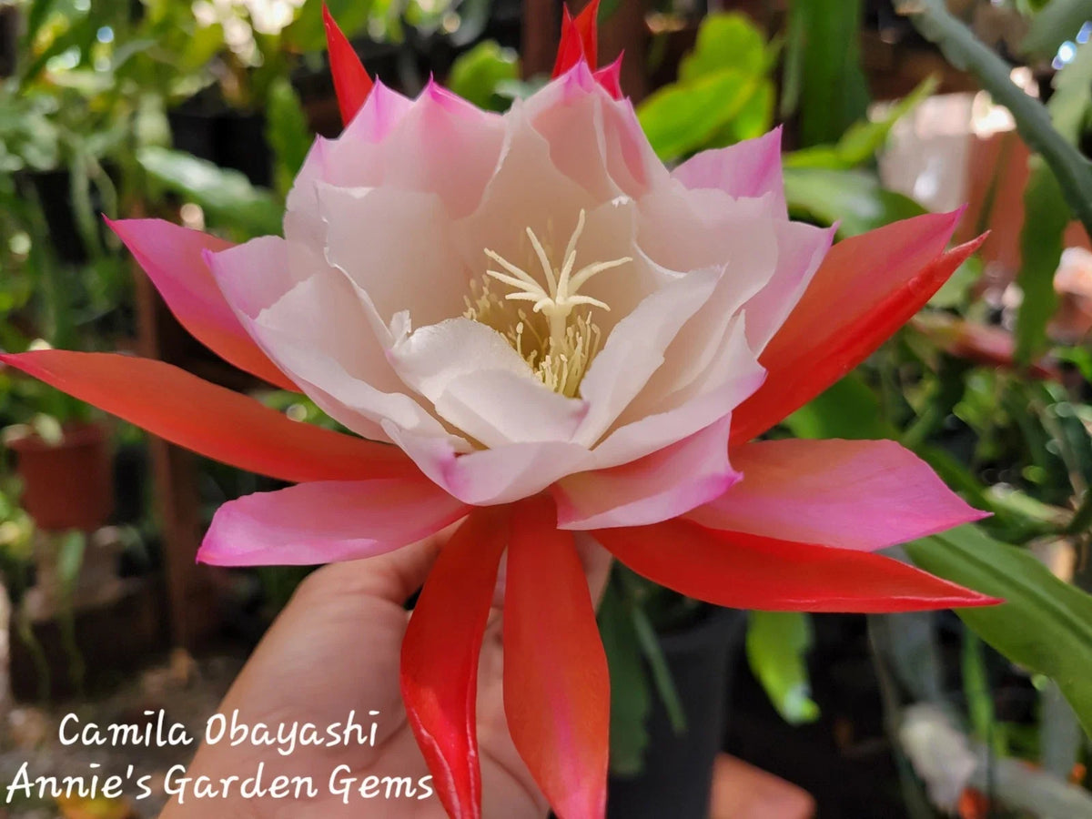 Epiphyllum Camila Obayashi Orchid Cactus in 4 Inch Pot | Well Rooted Succulent Plant