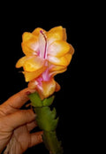 Thanksgiving/Christmas Cactus Starter Plant - Golden "Bruxas Brasil" - Rare Variety - Schlumbergera truncata
