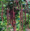 Red Noodle Yard Long Bean 50 Seeds | Chinese Purple Cowpea | 2025 Heirloom Asian Vegetable Seeds