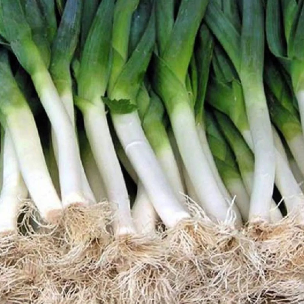 Carantan Leek Seeds | NON-GMO Heirloom Variety | Fresh Garden Seeds | Allium porrum