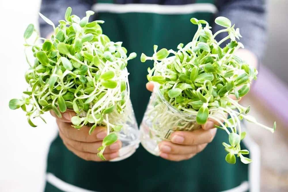 Sunflower Sprouts Seeds 200 Seeds Non-GMO Helianthus annuus Grow Tasty Delicious Sprouts