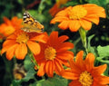 Mexican Torch Sunflower Seeds - 25 Fresh Seeds - Helianthus Maximiliani - Free USA Shipping