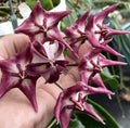 Hoya Kaimuki Plant in 3.5" Pot - Fully Rooted, Healthy Hoya (Hoya kerrii)