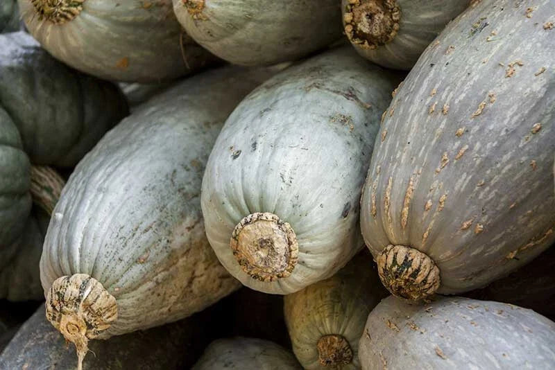 Guatemalan Blue Squash Seeds - 25+ Count for Garden Planting - Cucurbita maxima - USA Grown, Free Shipping