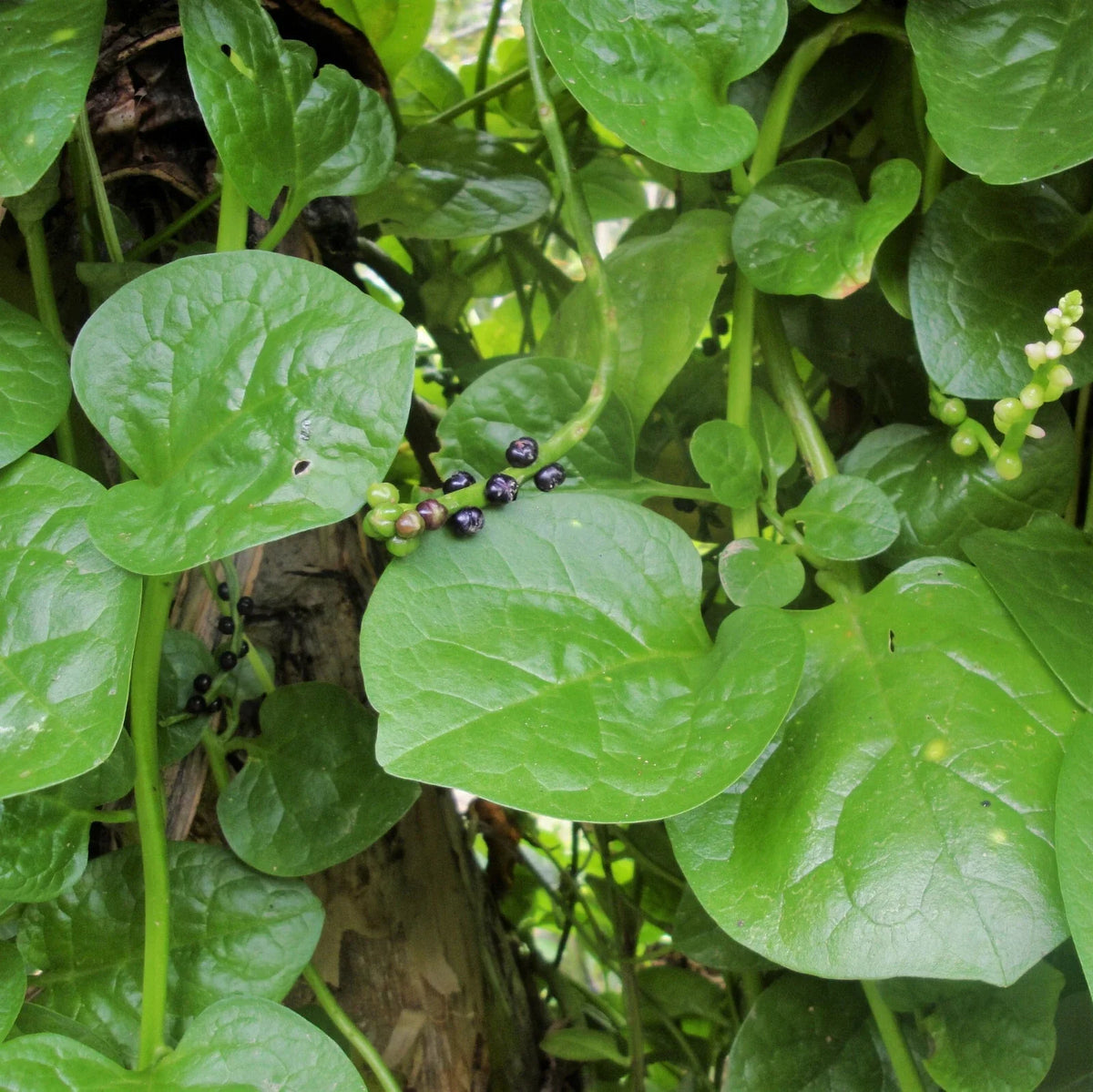 Giant Malabar Spinach Seeds | Round Leaf Green Vine Lettuce Seeds | Basella alba | Vegetable Garden Seeds 2025