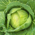 Golden Acre Cabbage Seeds 300+ Non-GMO Vegetable Garden Seeds Brassica oleracea