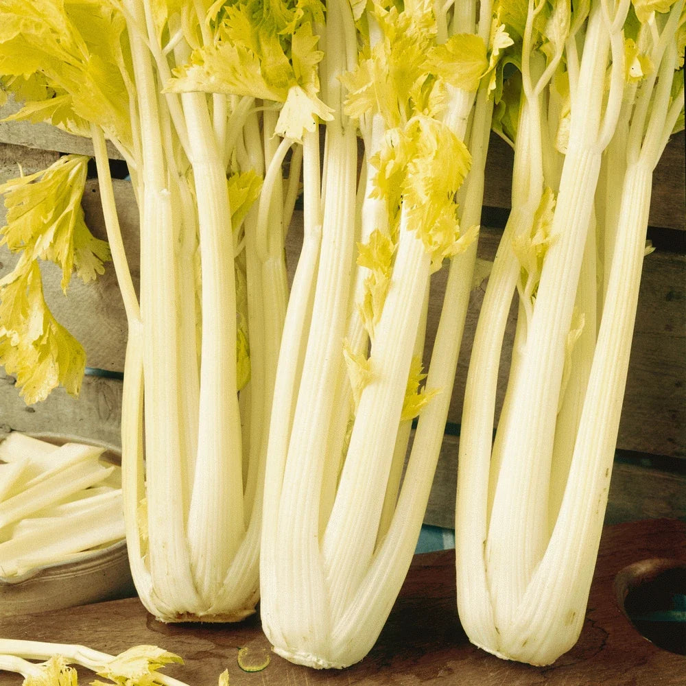 Golden Pascal Celery Seeds 500+ Non-GMO Stringless Vegetable Garden Seeds Apium graveolens