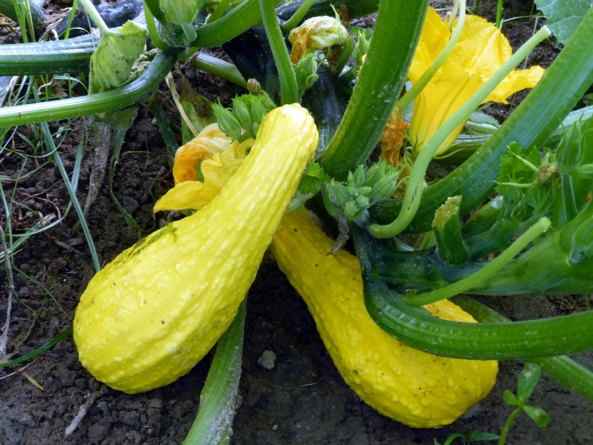 Yellow Crookneck Squash Seeds 1 OZ, Non-GMO Heirloom, Cucurbita pepo, Organic Gardening