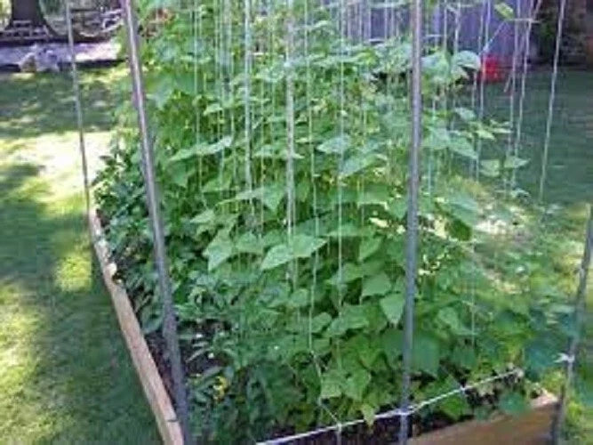 Kentucky Wonder Pole Bean Seeds - Premium Fresh Heirloom Variety - Most Popular Pole Bean (Phaseolus vulgaris)