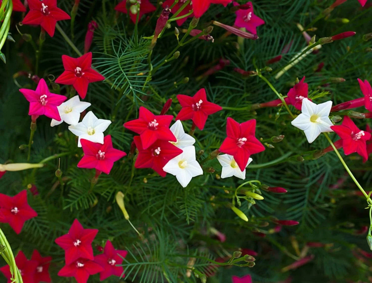 Cypress Vine Seeds - 50+ Seeds - Flowering Hummingbird Vine - Ipomoea quamoclit