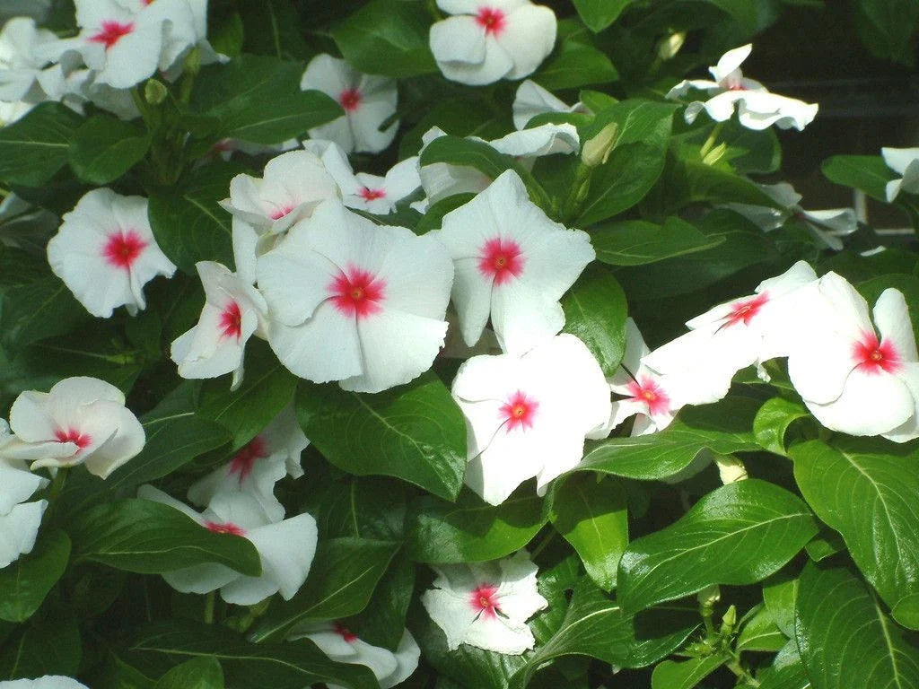 Vinca Seeds 500 Count - Sunsplash White with Eye GL - Catharanthus roseus - Flowering Garden Plants for Outdoor Decor