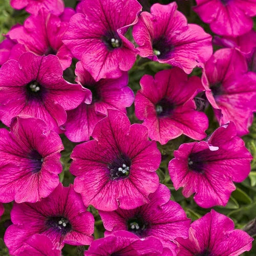 Bright Pink Petunia Seeds - 50 Annual Flower Seeds for Vibrant Blooms - Petunia x hybrida