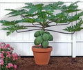 Waimanalo Papaya Seeds - 25 Pack - Bears Very Low to Ground - Carica papaya - USA Seller