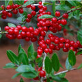 Yaupon Holly - 25 Seeds - Ilex vomitoria - USA Native Caffeine Tea Shrub - Herbal Gardening