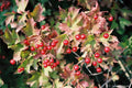 Viburnum opulus 6+2 Cuttings Eastern Snowball Chervona Kalyna Flowering Scions