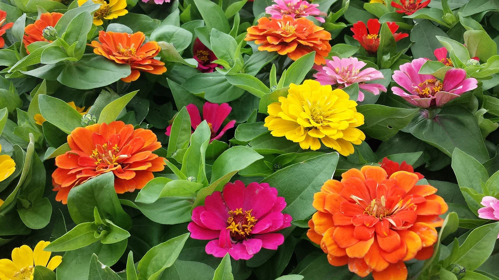Zinnia Seeds - 100 Count - Short Stuff Mix - Zinnia elegans - Colorful Annual Flower Garden Seed Blend