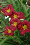 Daylily 'Pardon Me' 4" Pot - Compact Red Flowers, Hemerocallis, Reblooming, Hardy, Attracts Butterflies, Deer-Resistant