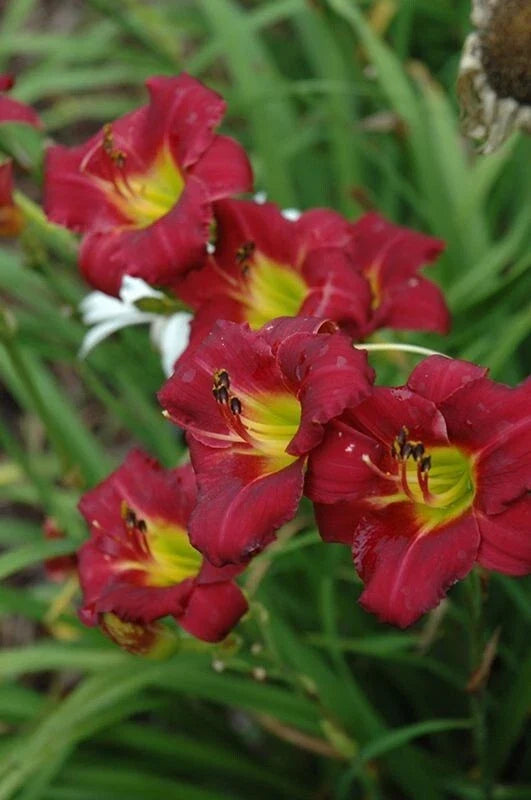 Daylily 'Pardon Me' 4" Pot - Compact Red Flowers, Hemerocallis, Reblooming, Hardy, Attracts Butterflies, Deer-Resistant
