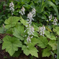 Foamflowers Bare-root Plant, Tiarella Cordifolia, Perennial Ground Cover, Shade-Loving, Native Wildflower