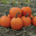 Howden's Field Pumpkin Seeds, Carving Pumpkin Variety, Halloween & Pie, Cucurbita pepo, Free Shipping