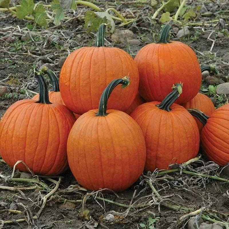 Howden's Field Pumpkin Seeds, Carving Pumpkin Variety, Halloween & Pie, Cucurbita pepo, Free Shipping