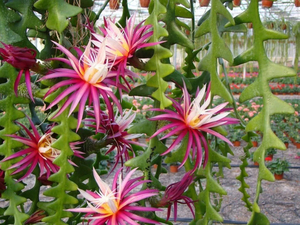 Ric-Rac Cactus 3" Starter Pot Selenicereus anthonyanus Fully Rooted Unique Succulent Plant