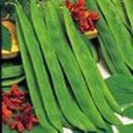 Top Crop Bush Bean Seeds, Heirloom Variety, Great Tasting Fresh or Cooked, 500+ Seeds, Phaseolus vulgaris