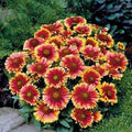 Gaillardia Seeds, 100 Count, Arizona Sun Variety, Bright Large Cut Flower, Gaillardia pulchella