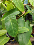 Philodendron Cutting 7-10 Inches Green Emerald Philodendron (Philodendron hederaceum) Fresh Plant Cutting