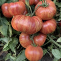 Vintage Wine Striped Tomato Seeds - Heirloom Beefsteak Variety - 120+ Seeds - Rare Heirloom (Solanum lycopersicum)