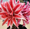 Doublet Amaryllis Jumbo Bulb 30/32cm - Red and White Variegated Flower (Hippeastrum)