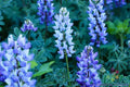 Teal Lupine Seeds - 25+ Perennial Seeds for Garden Planting - Lupinus perennis - USA