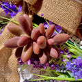 Rare Live Pachyphytum Captain Jessop Succulent - Bare Root Plant, Unique Wedding Favors, Succulent Decor, Easy Care