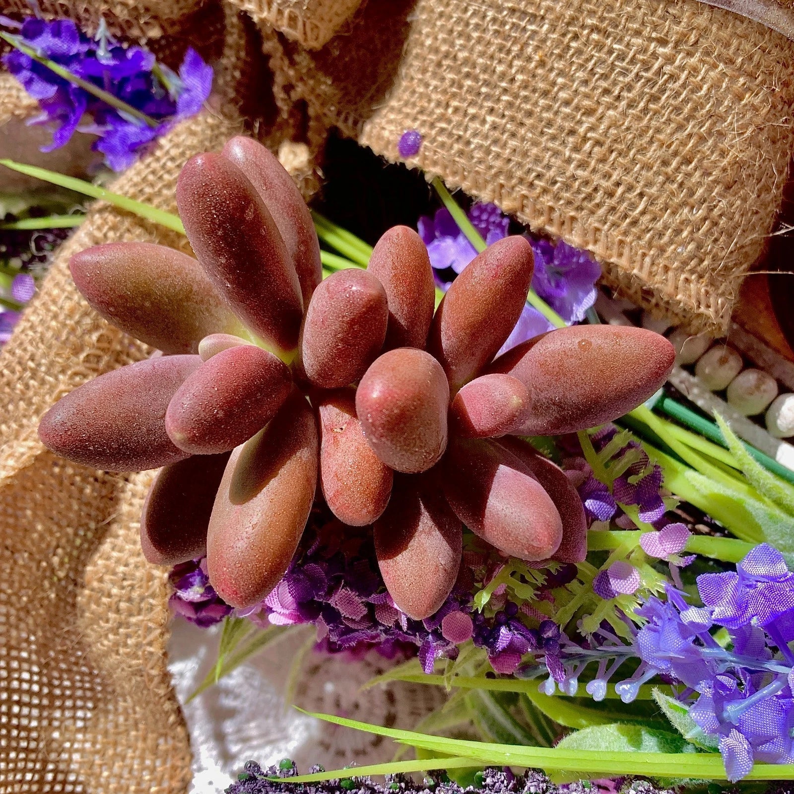 Rare Live Pachyphytum Captain Jessop Succulent - Bare Root Plant, Unique Wedding Favors, Succulent Decor, Easy Care