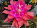 Epiphyllum Cuttings - Unrooted 8 to 10 Inches - Marmalade Punch (Epiphyllum)