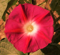 Morning Glory Seeds - 100+ Count - Scarlett O'Hara Variety - Non-GMO - Ideal for 2025 Planting