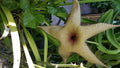 Giant Stapelia Cutting - Fresh Succulent Plant - Unique Star Shape - Stapelia gigantea