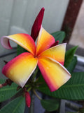 Fresh Plumeria Cutting, 12” Healthy Cutting, Tropical Flowering Plant, Plumeria spp.