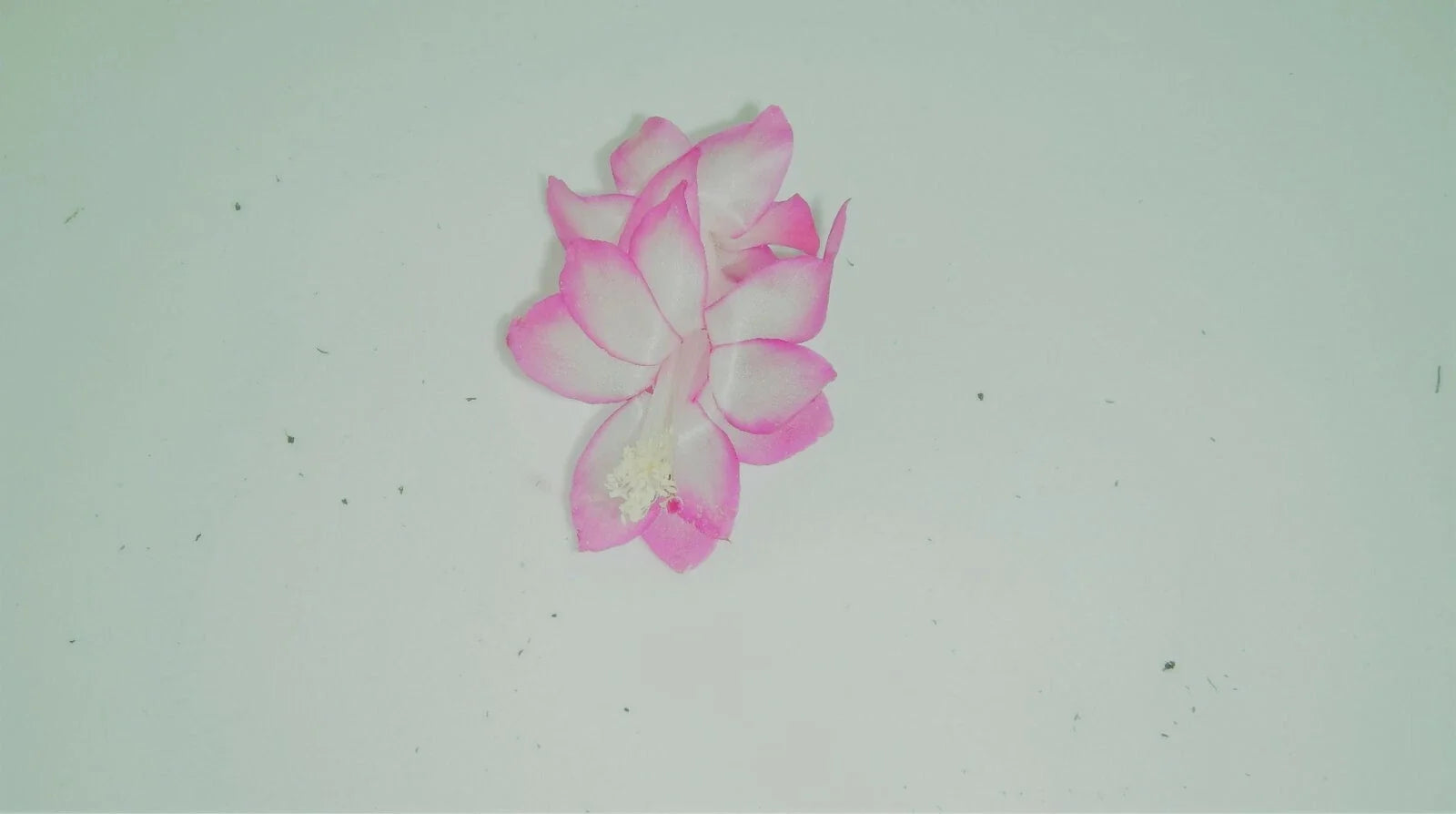 Christmas Cactus Starter Plant - Pink Pearl - Schlumbergera Truncata - Healthy Well-Rooted Houseplant