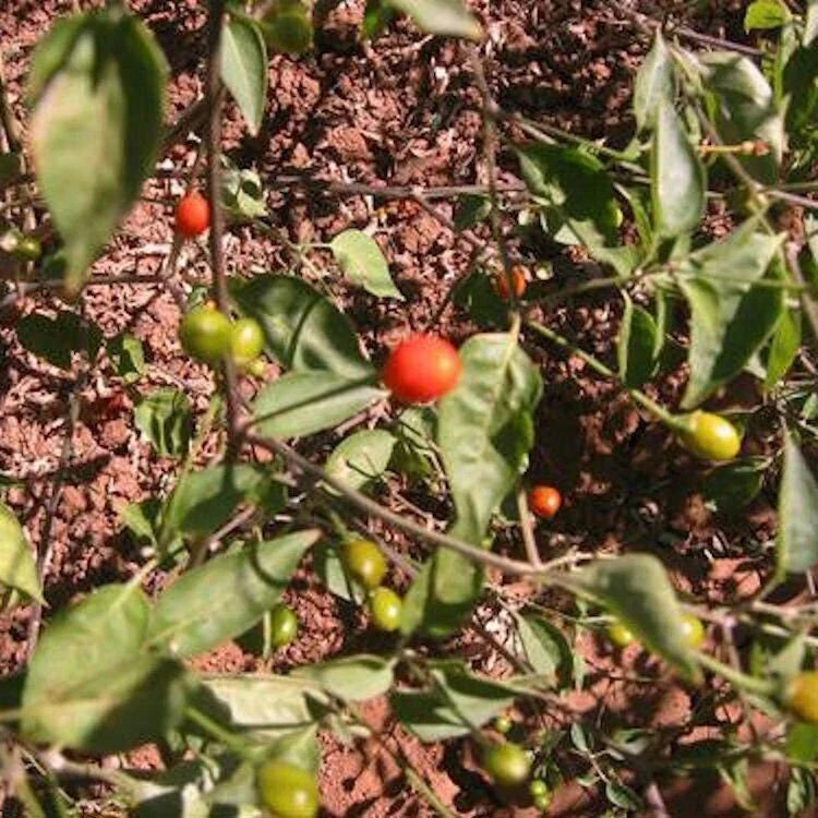 Chiltepin Pepper Seeds - Non-GMO Heirloom Spicy Gardening Seeds with Tracking - Capsicum annuum