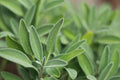 Italian Sage Plant Seeds - Salvia Officinalis - NON-GMO - Multiple Sizes Available - Fresh Culinary Herb